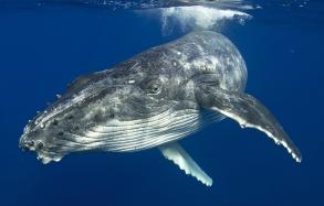Humpback Whale, Merimbula on the NSW South Coast Humpback Whale, Merimbula on the NSW South Coast