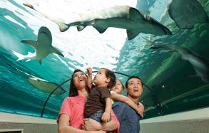 Sea Life Sydney Aquarium, Darling Harbour Sea Life Sydney Aquarium, Darling Harbour