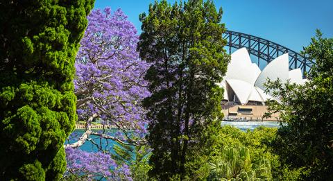 藍花楹（Jacarandas）在雪梨綻放。皇家植物園的風景，雪梨
