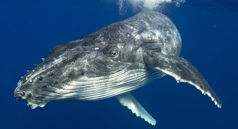 新南威爾士南岸（South Coast）梅利目不拉（Merimbula）的座頭鯨（Merimbula）