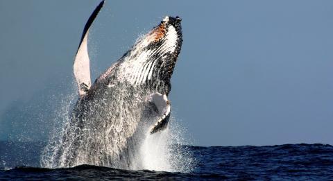 奧茲賞鯨遊船（Oz Whale Watching）