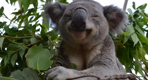 WILD LIFE Sydney Zoo 