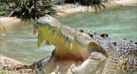 Australian Reptile Park