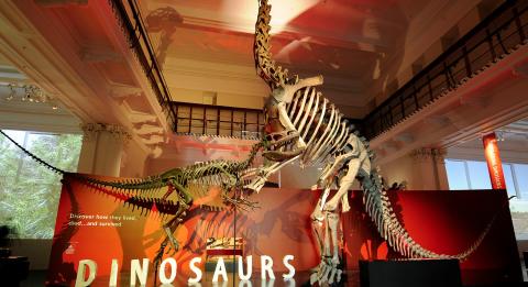 澳洲博物館（Australian Museum）之恐龍展