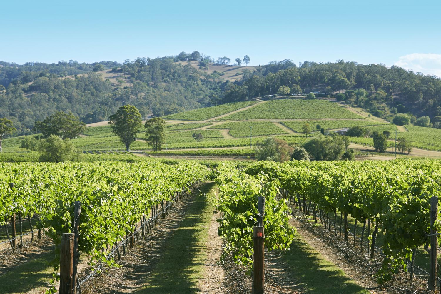 Scenic view of Lindemans Winery, Pokolbin, Hunter Valley