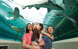 雪梨水族館（SEA LIFE Sydney Aquarium），達令港
