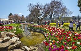 鮑拉鬱金香慶典（Tulip Time）