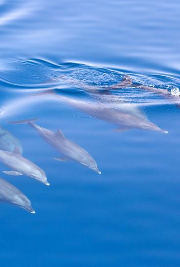 Dolphin watching with Jervis Bay Wild Whale Watching & Dolphin Cruises, Jervis Bay